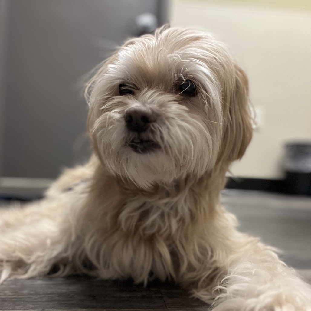 Crouton (Jelani), photo 11