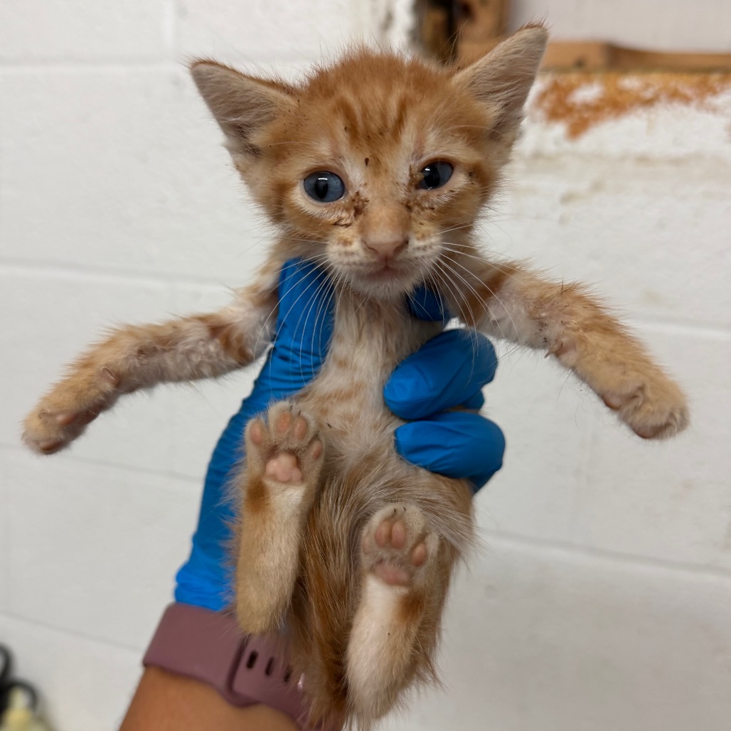 ELVIS - Domestic Shorthair available for adoption