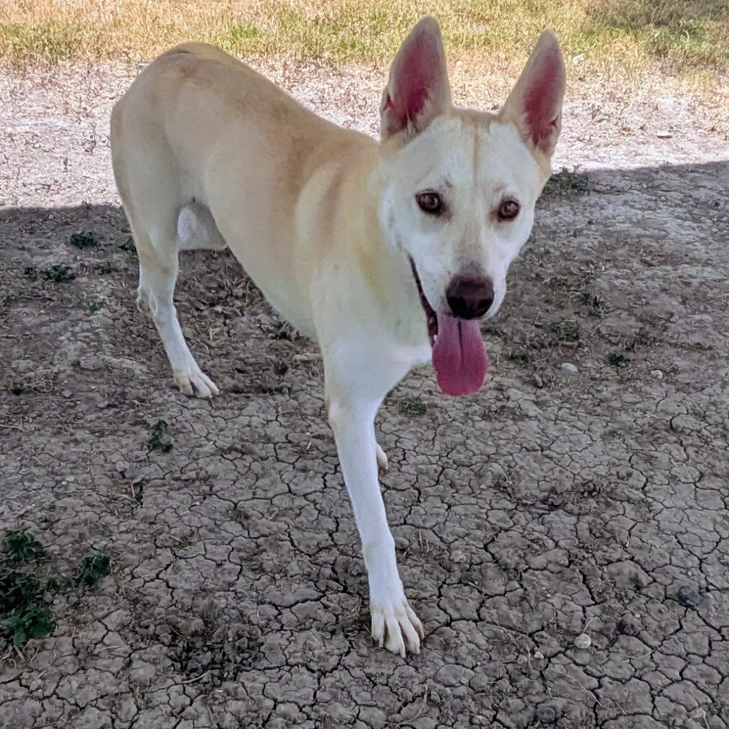 LAUREN - Husky available for adoption