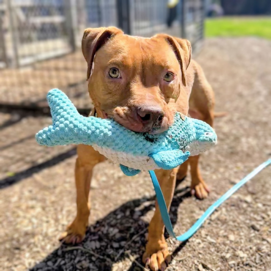 Cashew — thumbnail 3