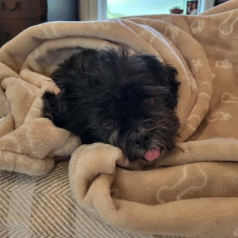 Chewy, photo 8