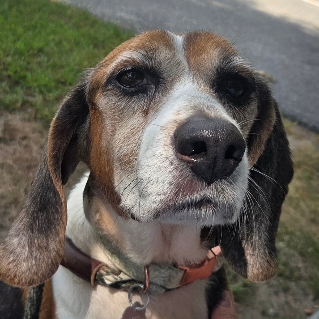 Beagle