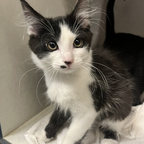 DAVEY - Domestic Longhair available for adoption