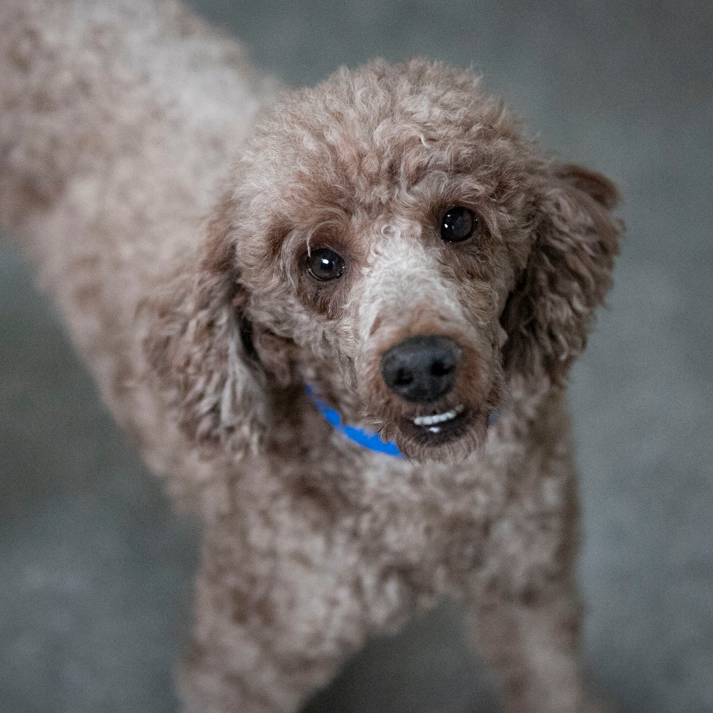 BENTLEY (OT26-31) - Poodle / Miniature available for adoption