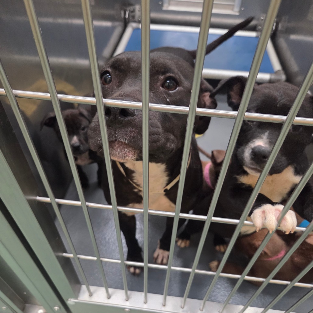 Sunny — thumbnail 13