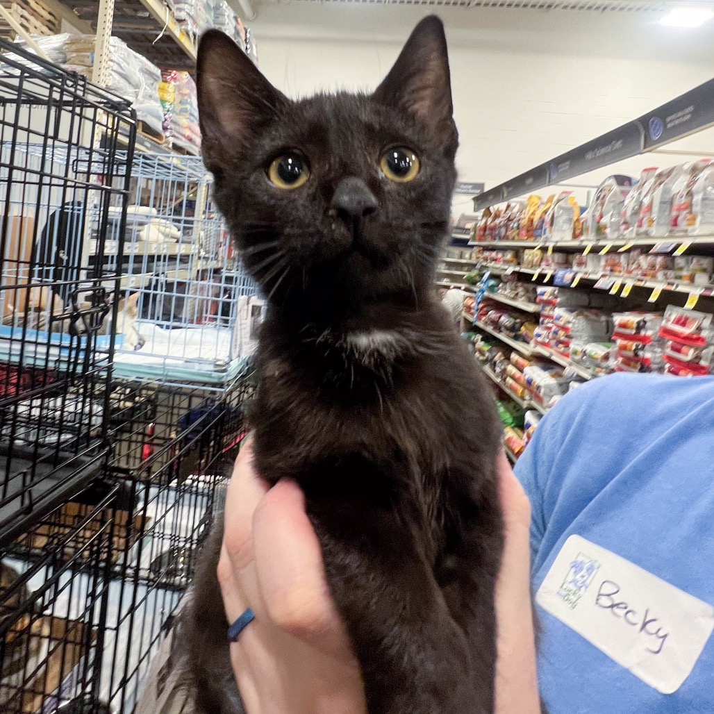 ORCA - Domestic Shorthair available for adoption