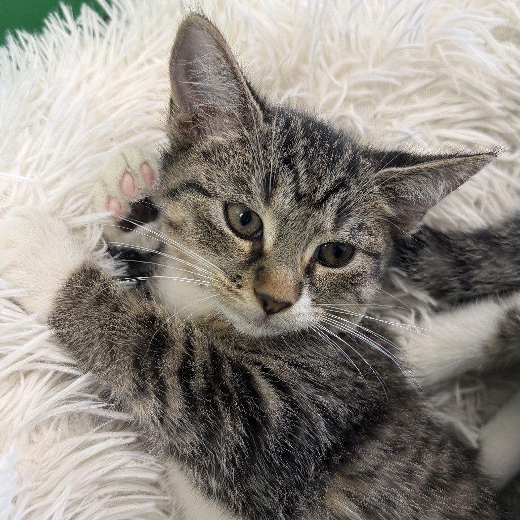 ASH - Domestic Shorthair available for adoption