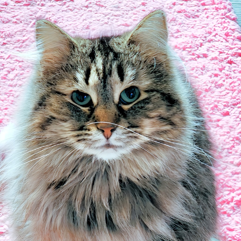 Sweetie, photo 2