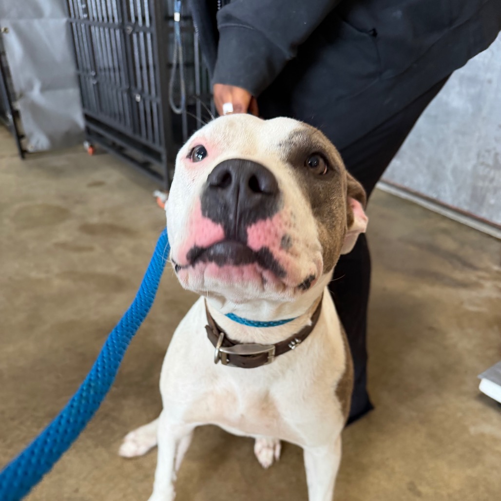 Pit Bull