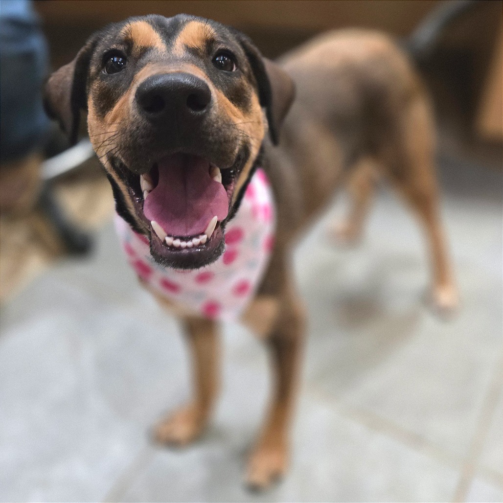 Cherry — thumbnail 8