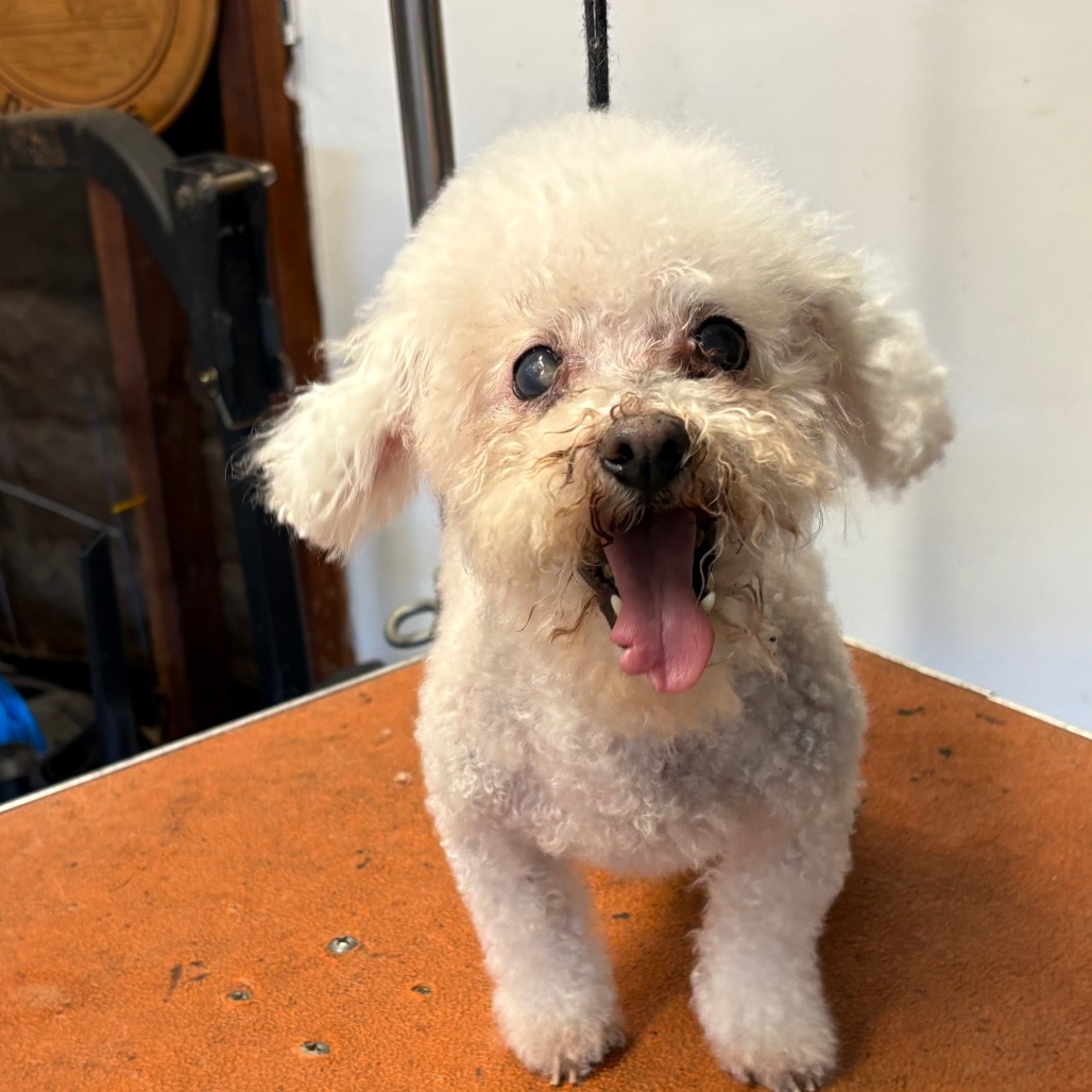 STAR (AKA LADY PIPPI TEACUP) - Poodle / Miniature available for adoption