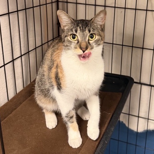FAWN - Domestic Shorthair available for adoption