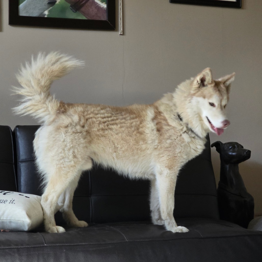 Rusty, photo 15