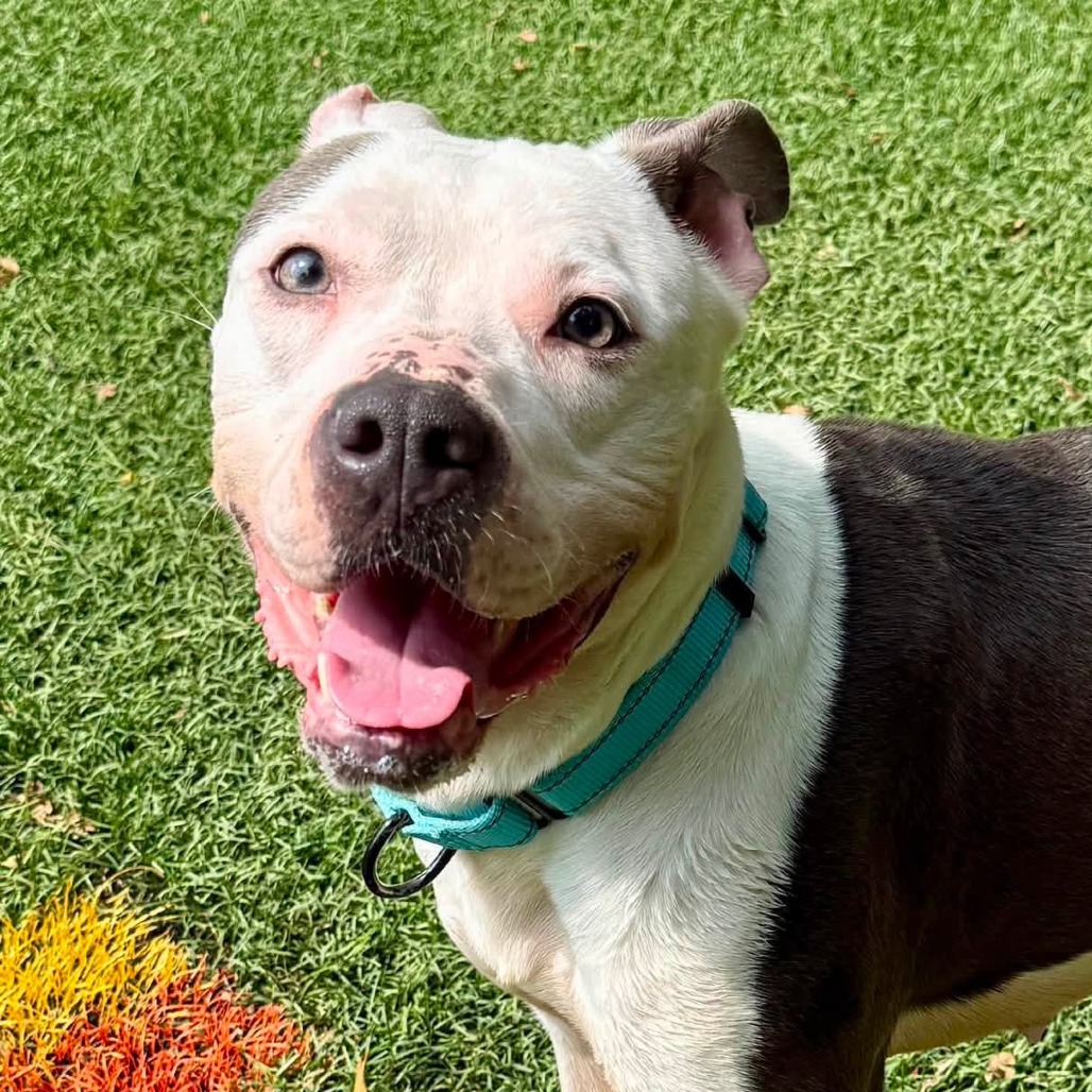 ELLIE - Terrier / American Pit Bull available for adoption