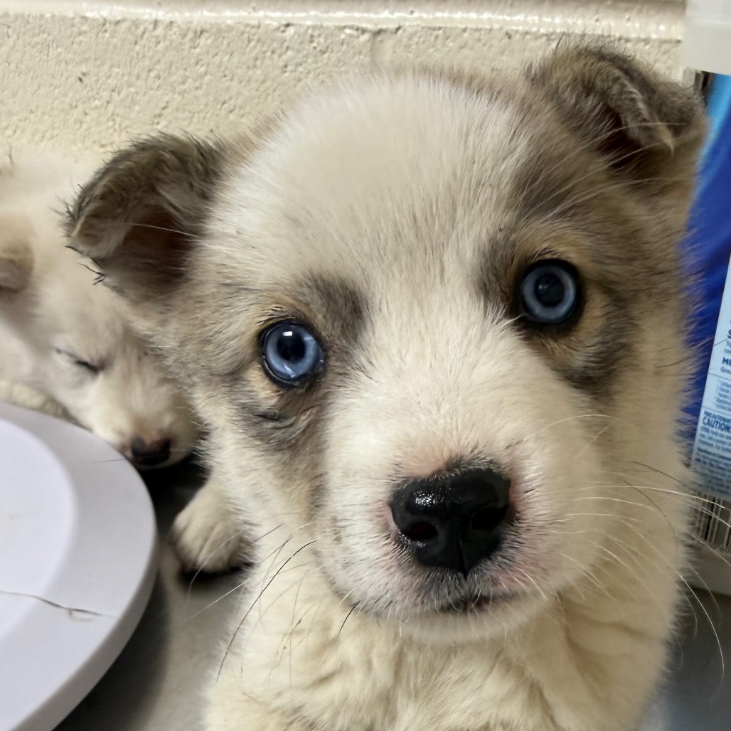 Jinu — thumbnail 3