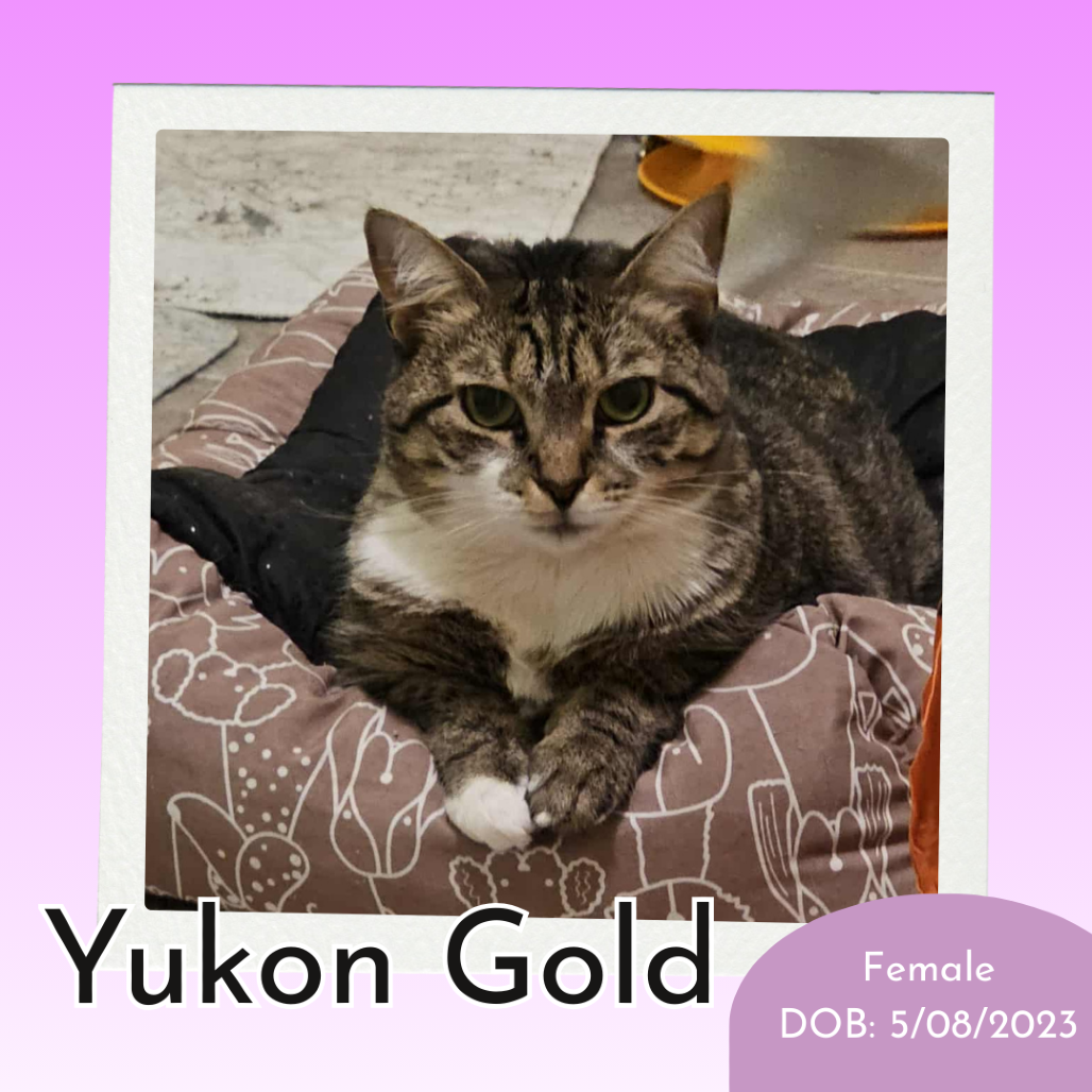 Yukon Gold