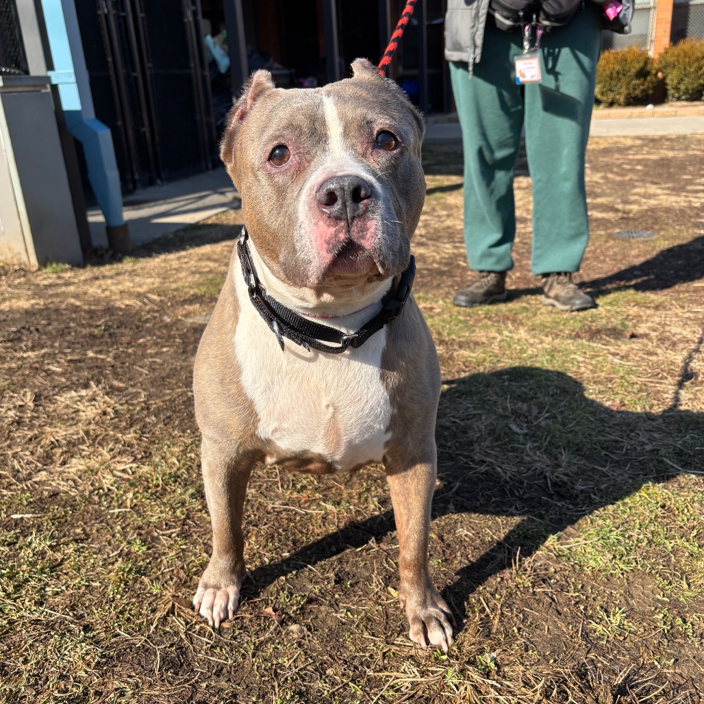 Phoenix — thumbnail 4