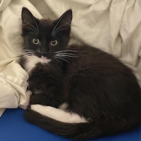 BABY - Domestic Medium Hair available for adoption