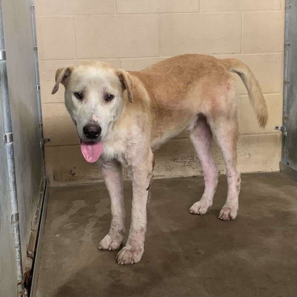 JERRY - Retriever / Labrador available for adoption
