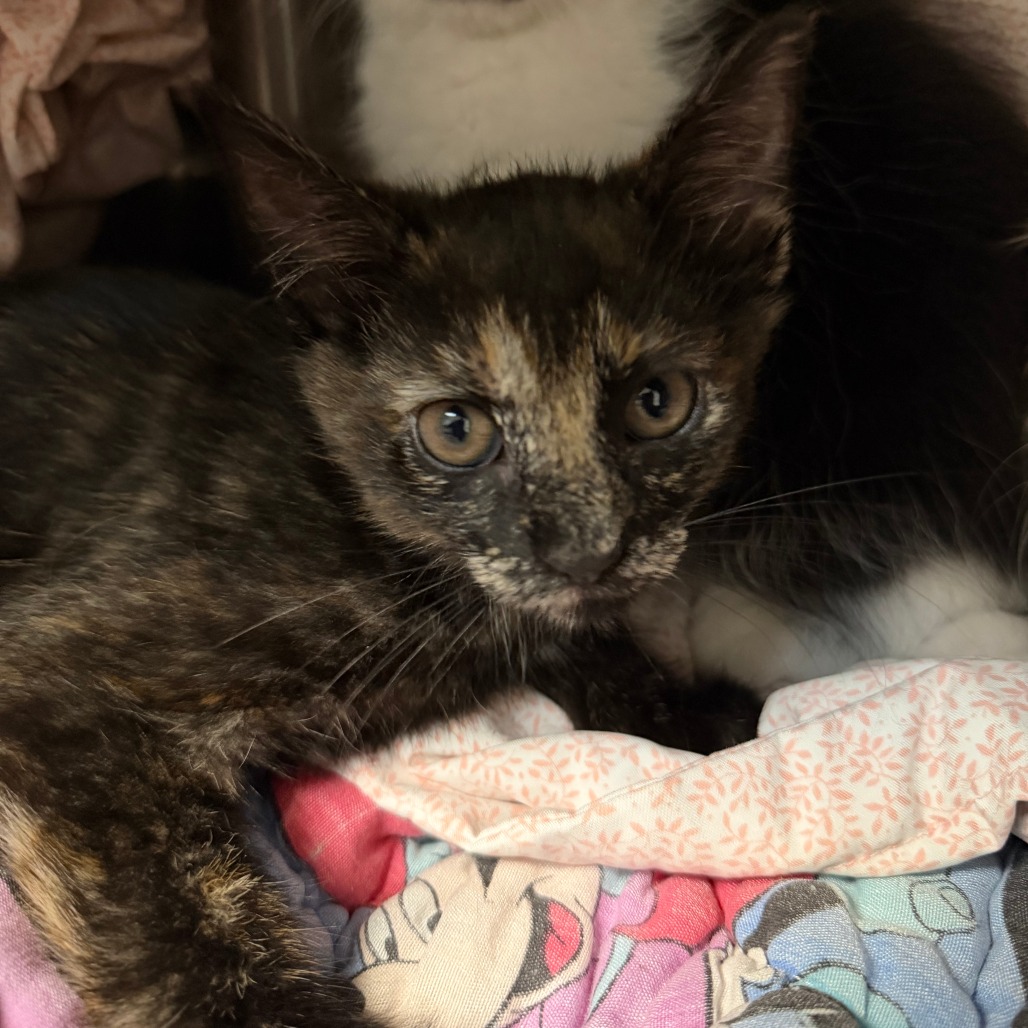 JILL - Domestic Shorthair available for adoption