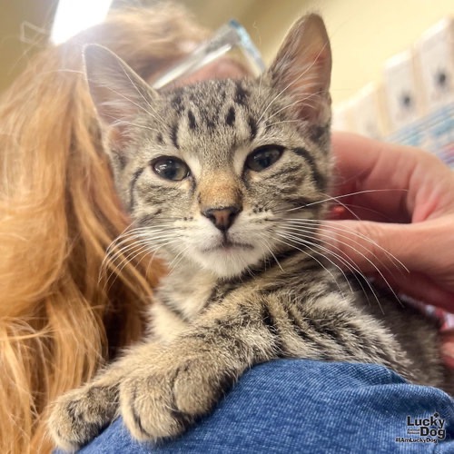 LUCAS - Domestic Shorthair available for adoption
