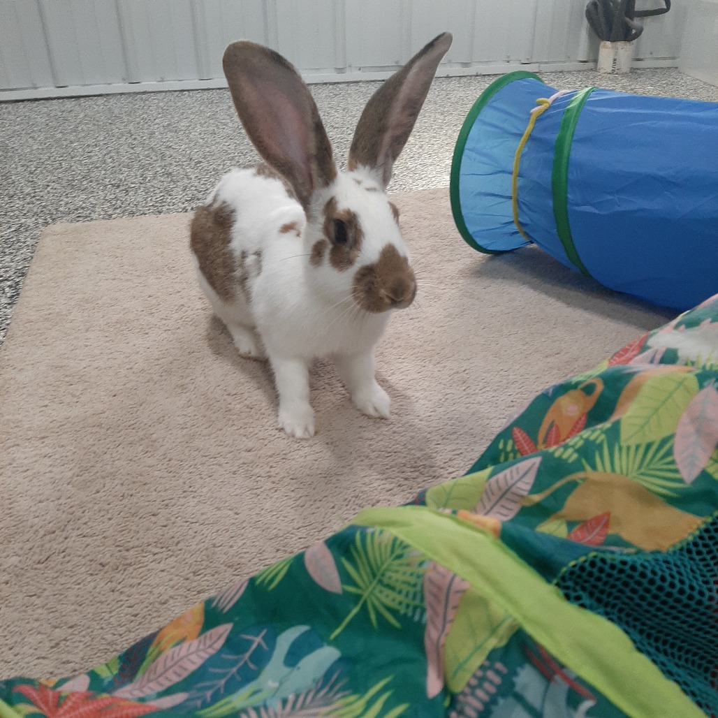 Mr.Hops M12522