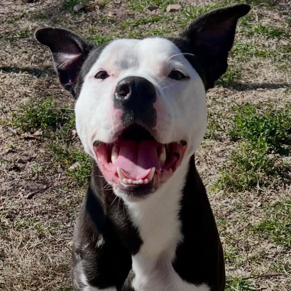 Photo of Tux (Silko)