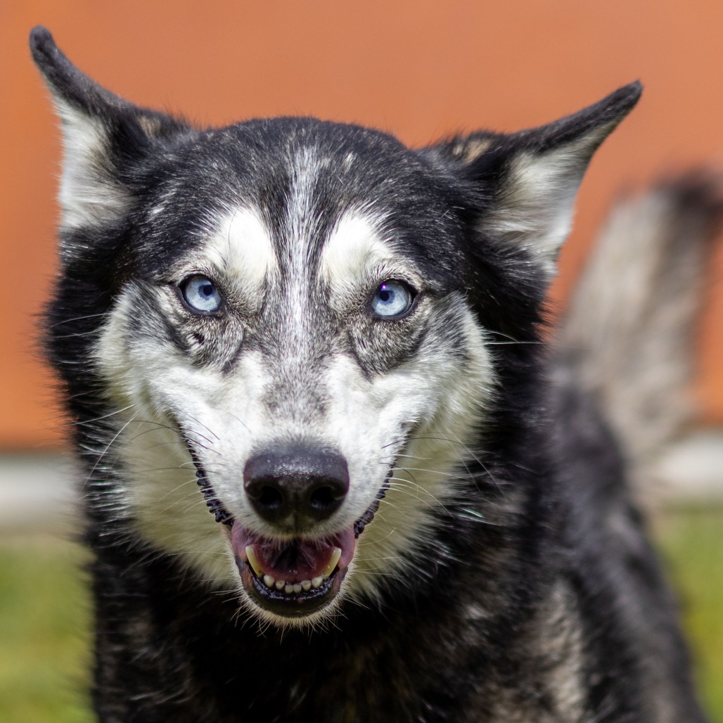 Kennel#21(Miska)'s preview photo