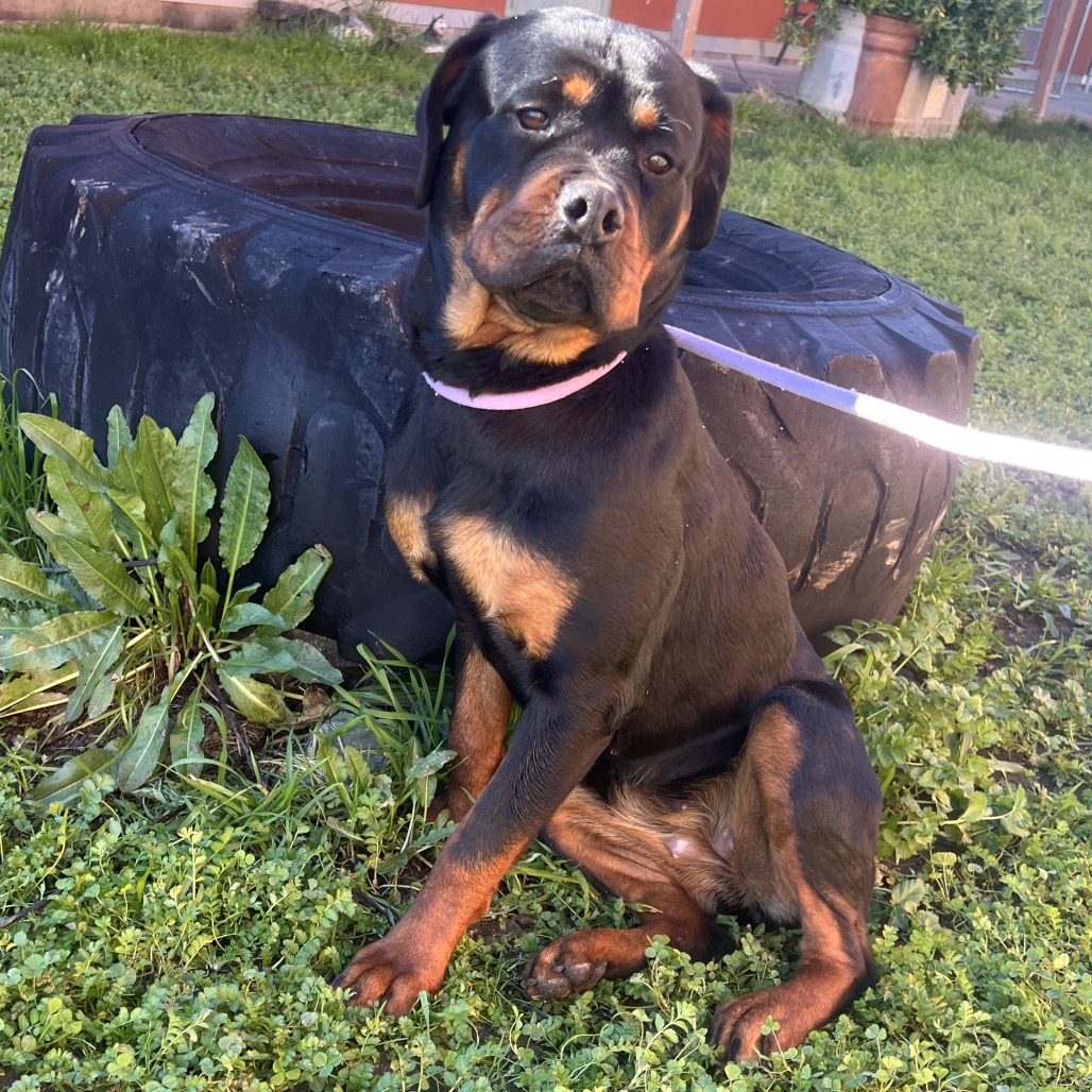 Kennel#33Delilah's preview photo