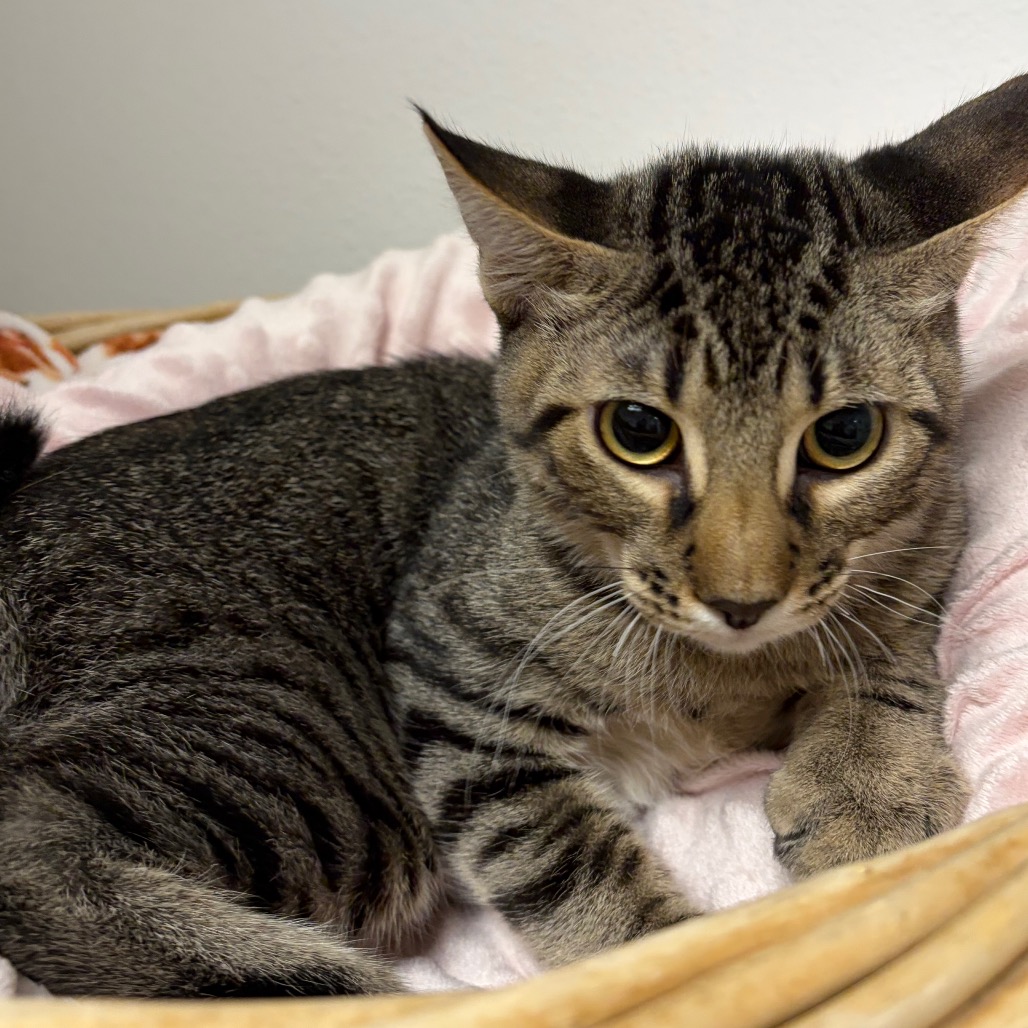 OOGIE BOOGIE - Domestic Shorthair available for adoption