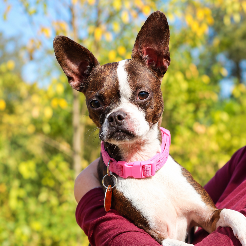 CT Sadie avail Oct 10