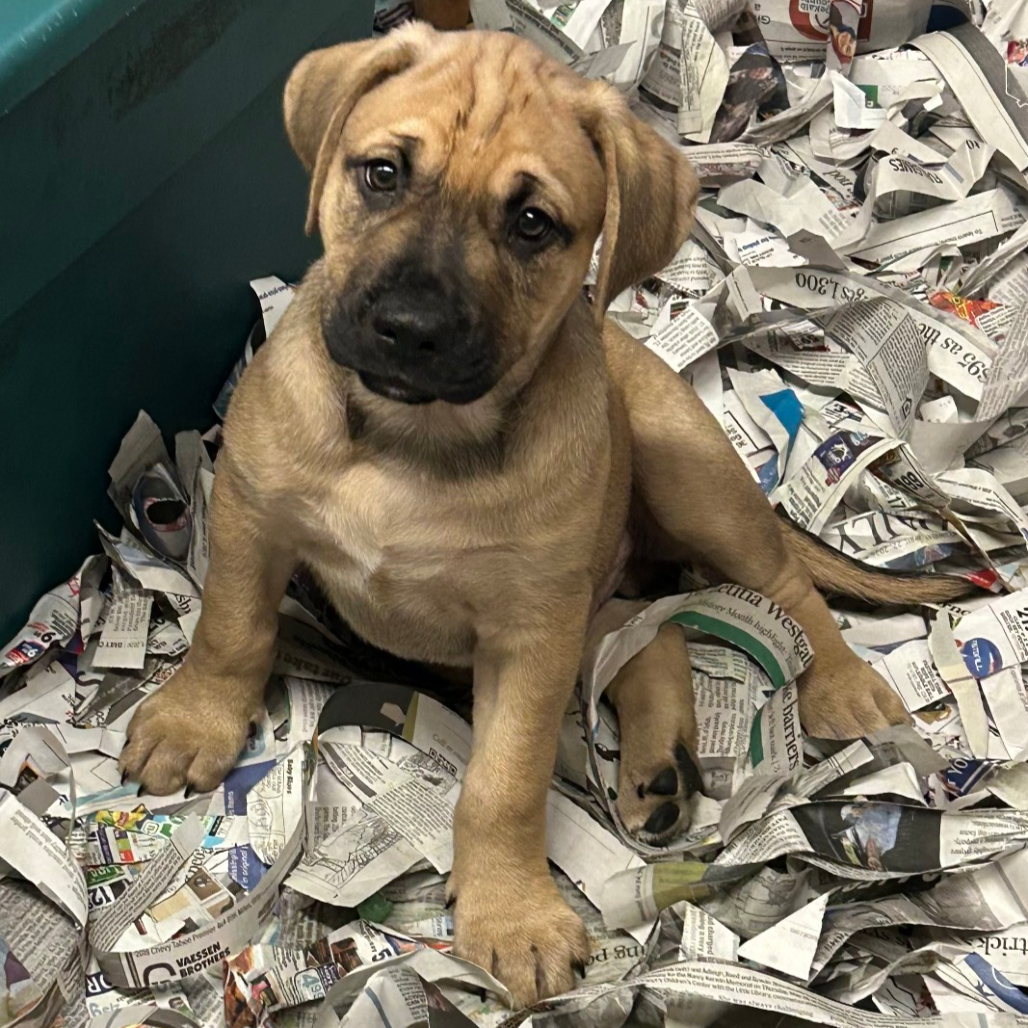Maximus