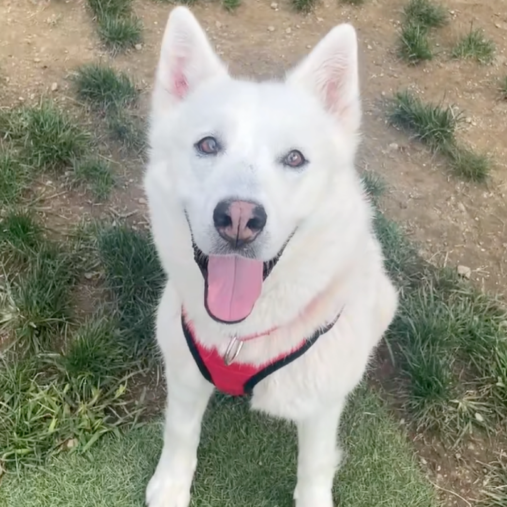 CT Sasha