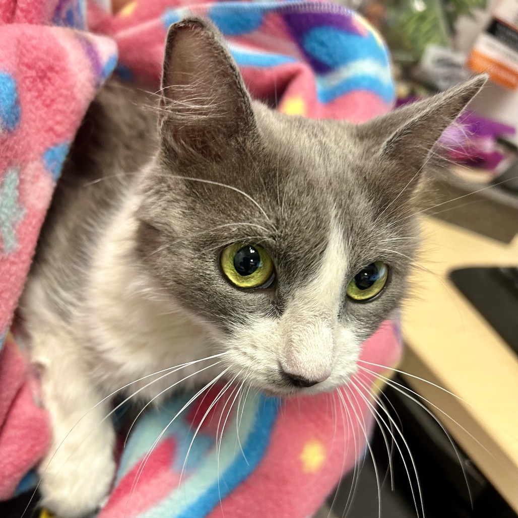 SALLY - Domestic Medium Hair available for adoption