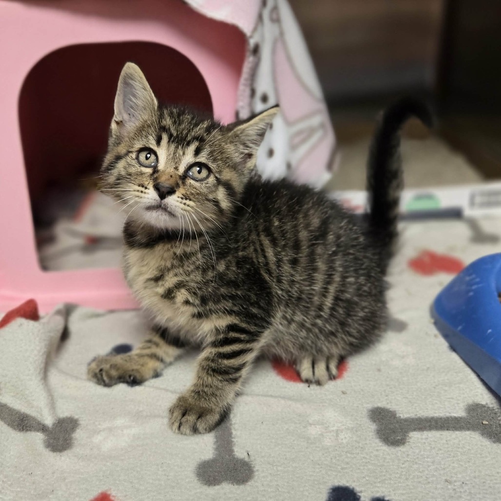 SAWDUST - Domestic Shorthair available for adoption