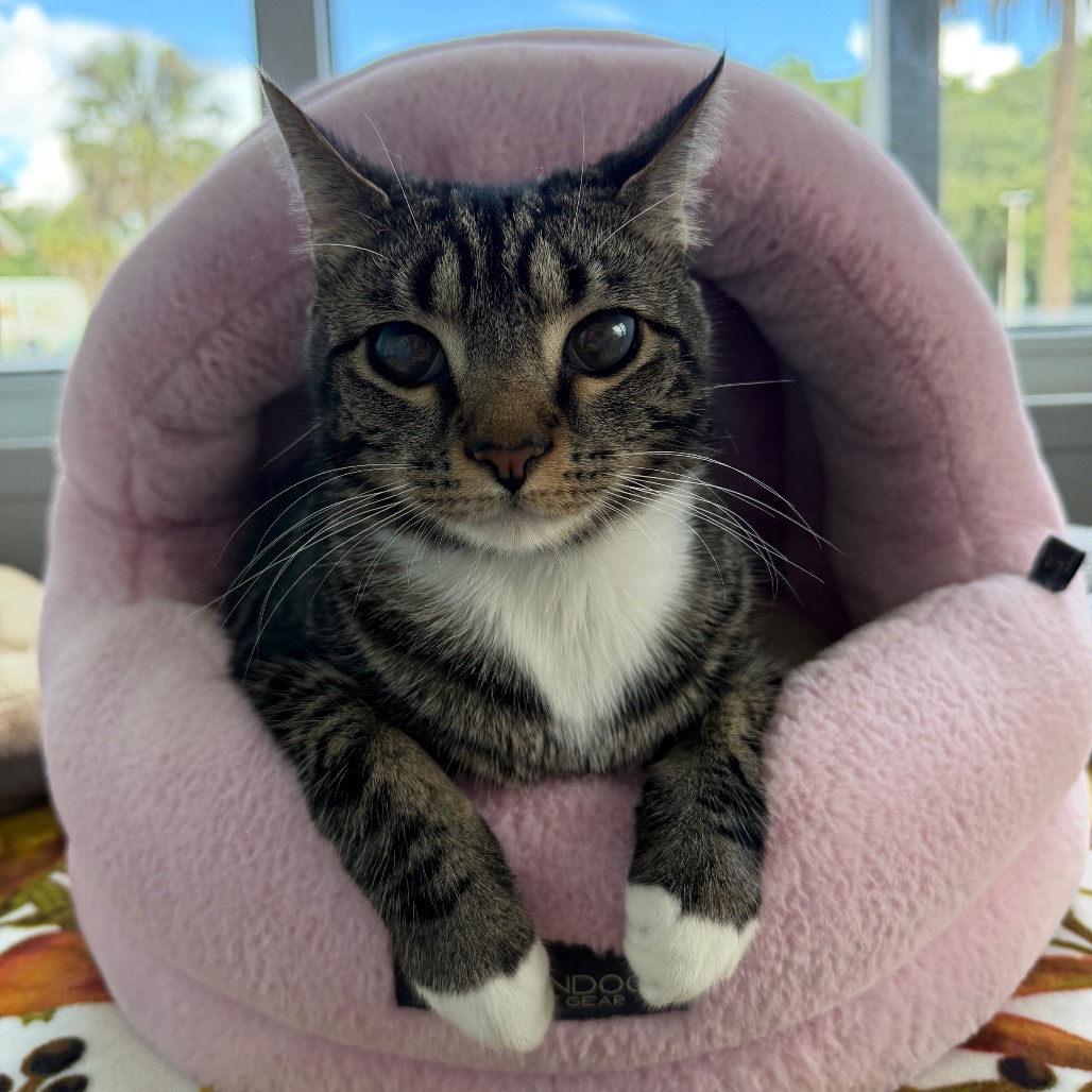 ACER