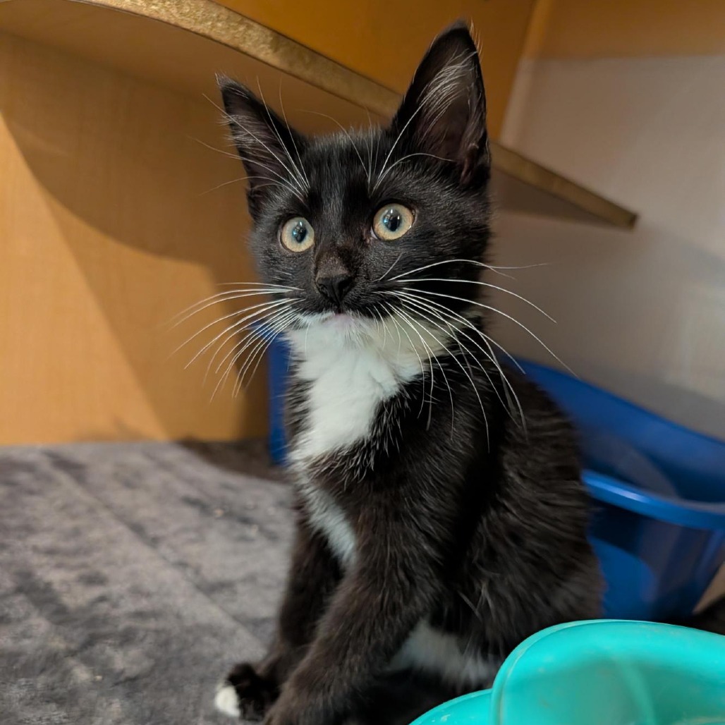 BEAVER - Domestic Shorthair available for adoption