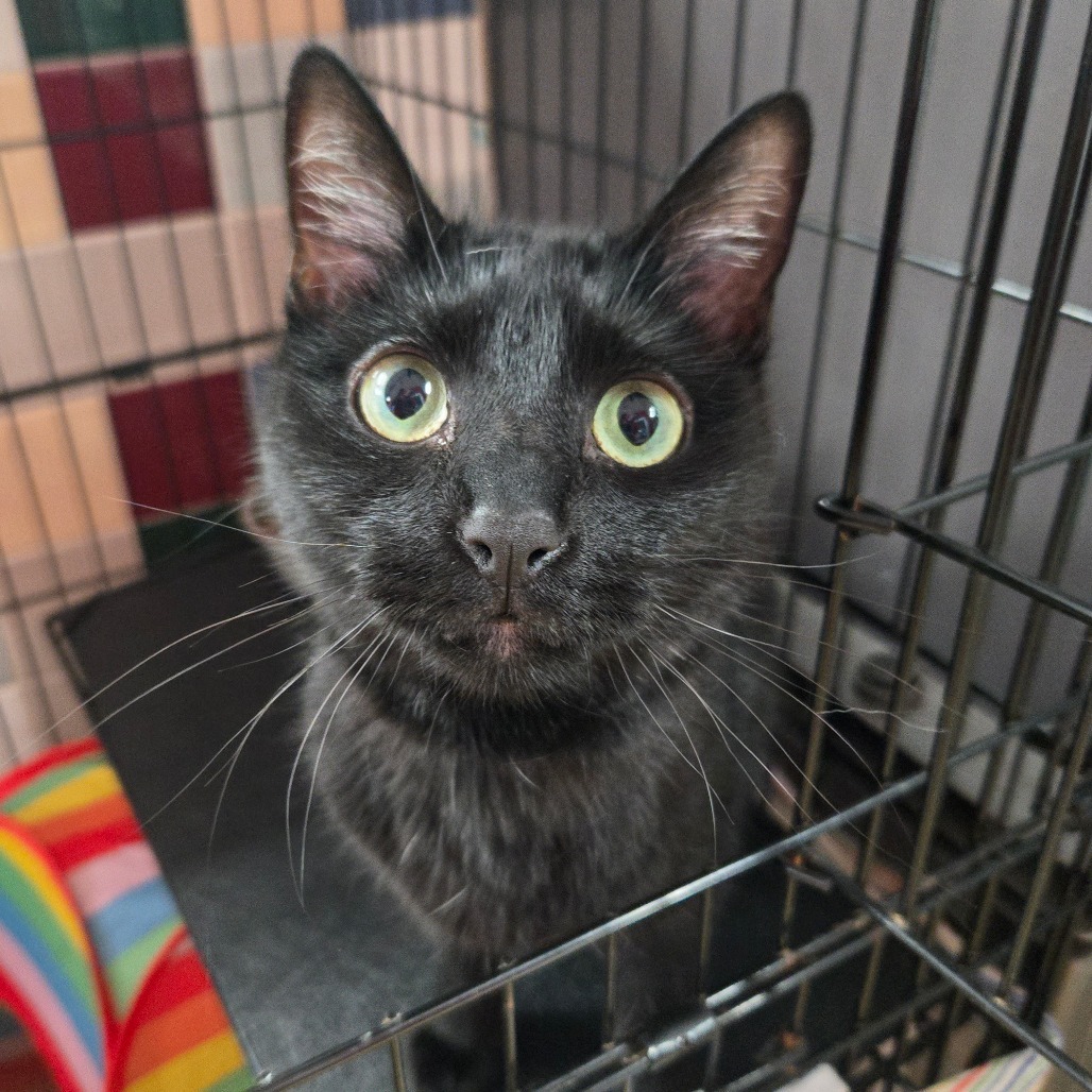 Umbreon- Washington Petsmart