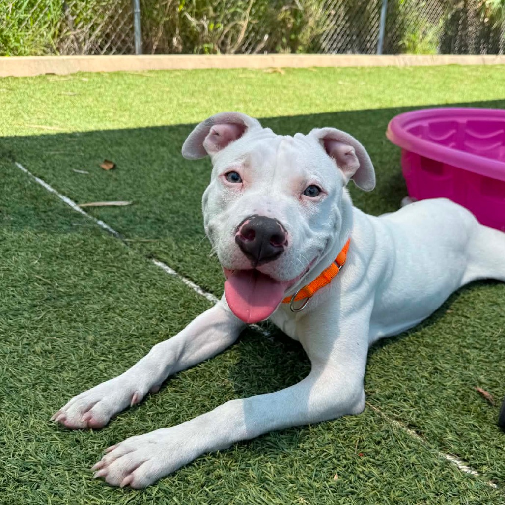 Doodie, adoptable Terrier, American Pit Bull at Lifeline of Galveston County