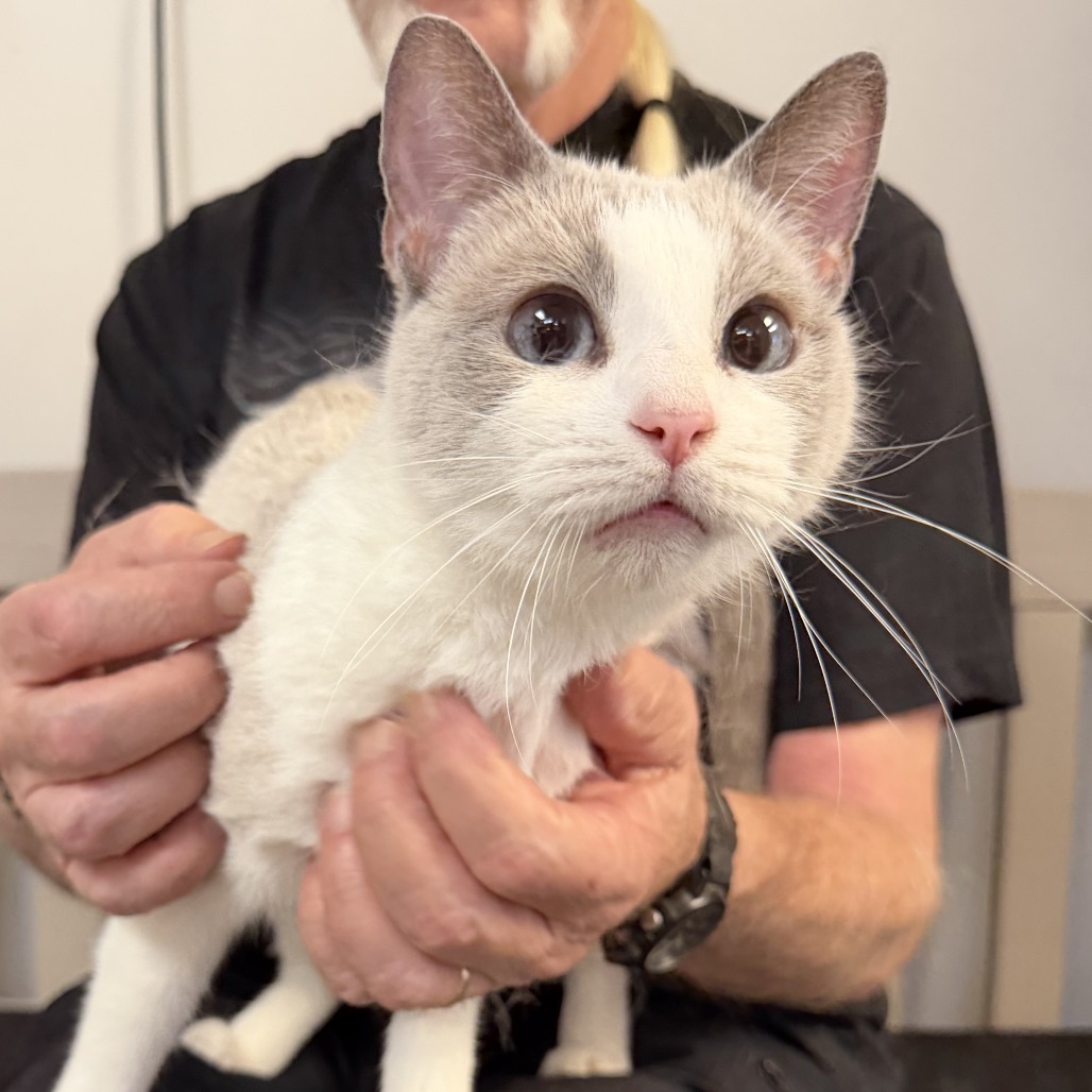 SNOWBALL - Snowshoe available for adoption