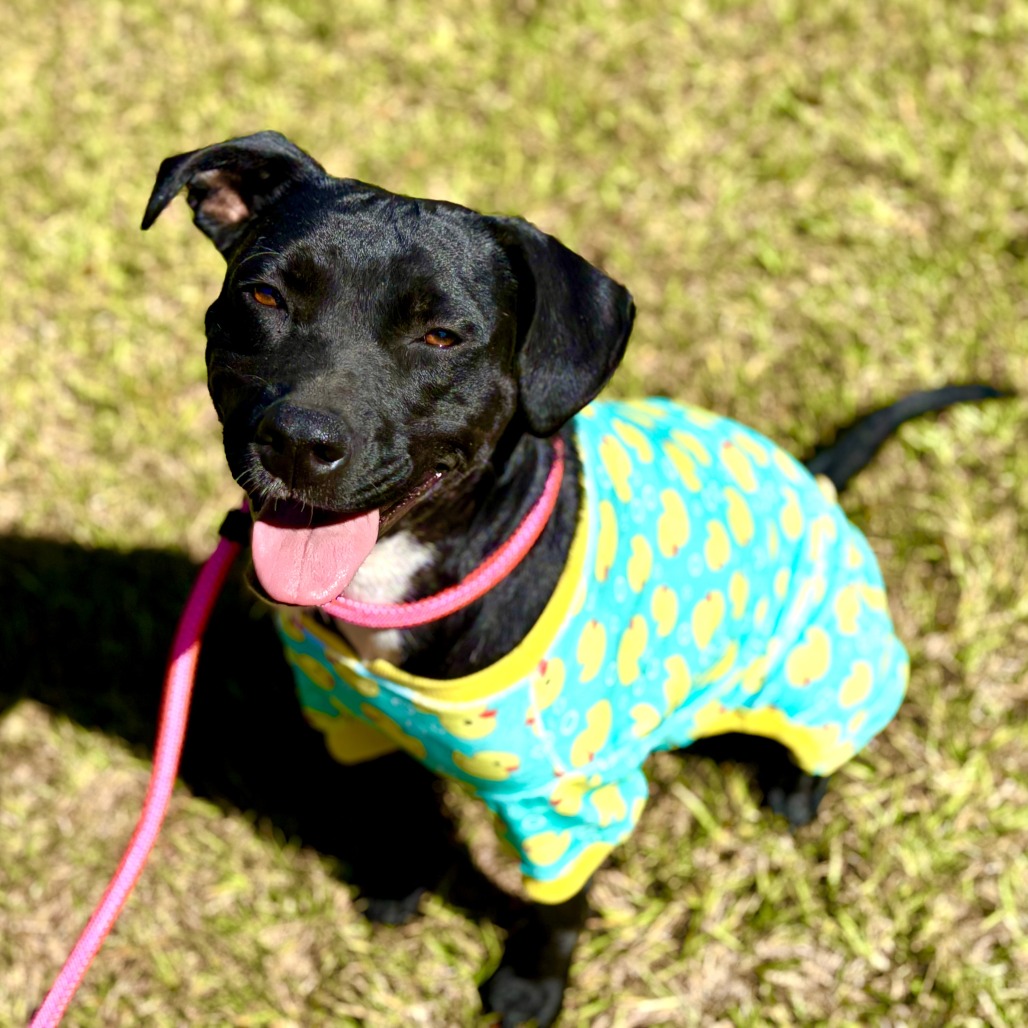 Tia (waiting for 1 1/2 years), photo 12