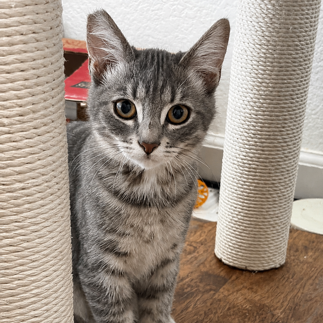 cat-3_d15c0254-8ccd-4beb-bc3e-1c988bcc5d51-removebg-preview.png