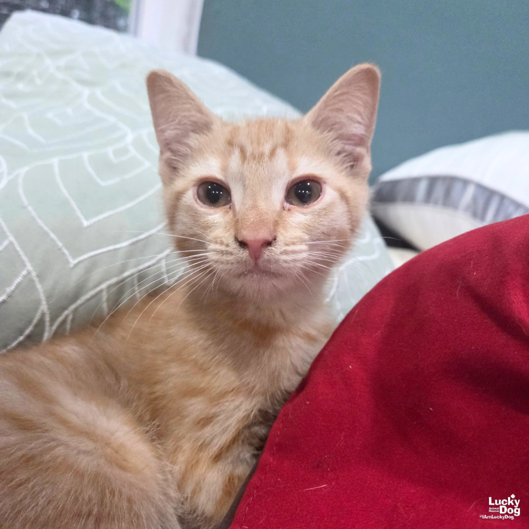 SCOTT - Domestic Shorthair available for adoption