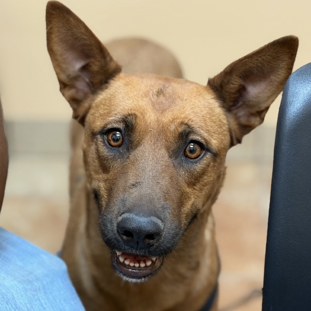 BELLA - Shepherd / German for adoption in Midland