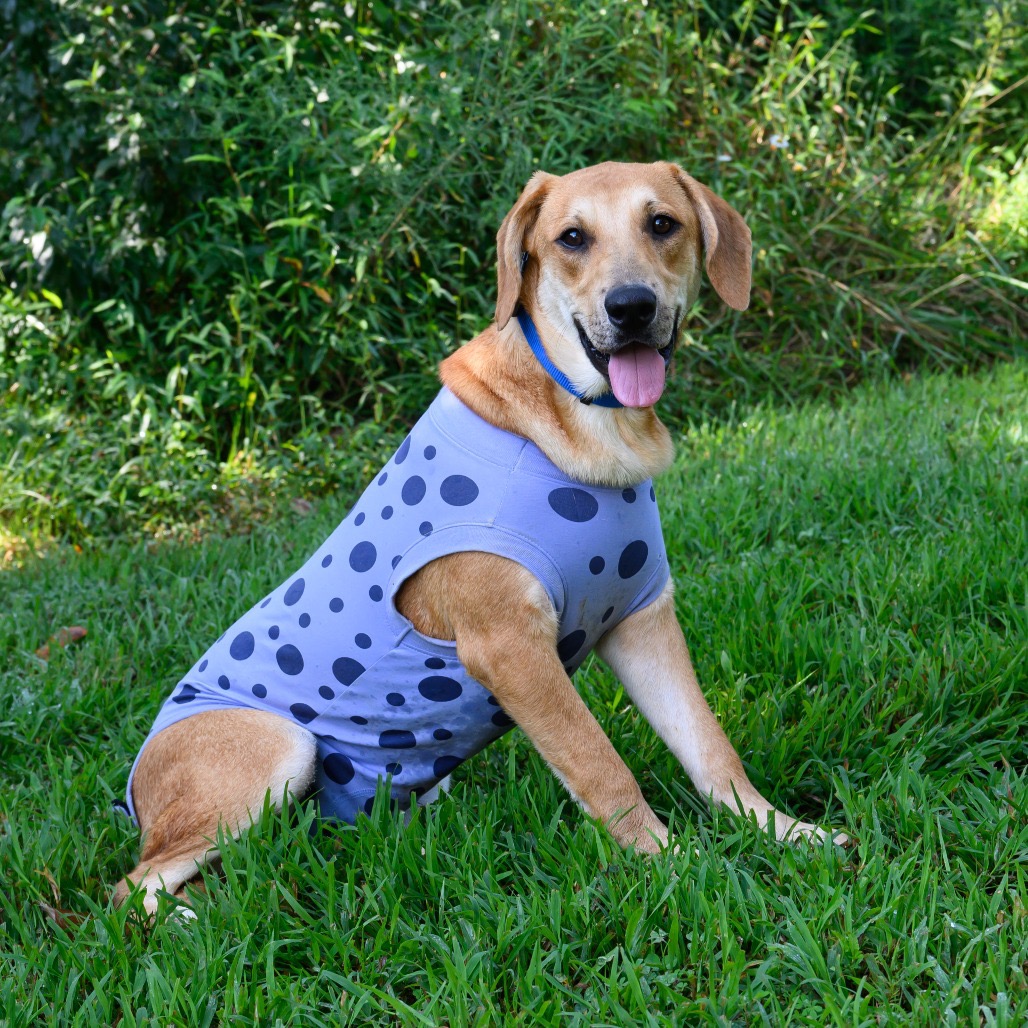 ALPHARETTA - Dottie, photo 2