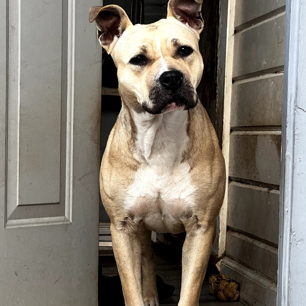 Olive — thumbnail 3