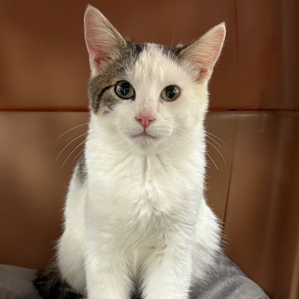 Morty, available for adoption