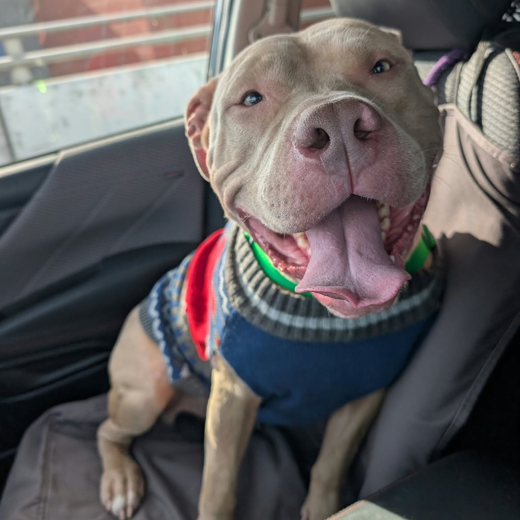 PETEY BONEZ - Terrier / American Pit Bull available for adoption