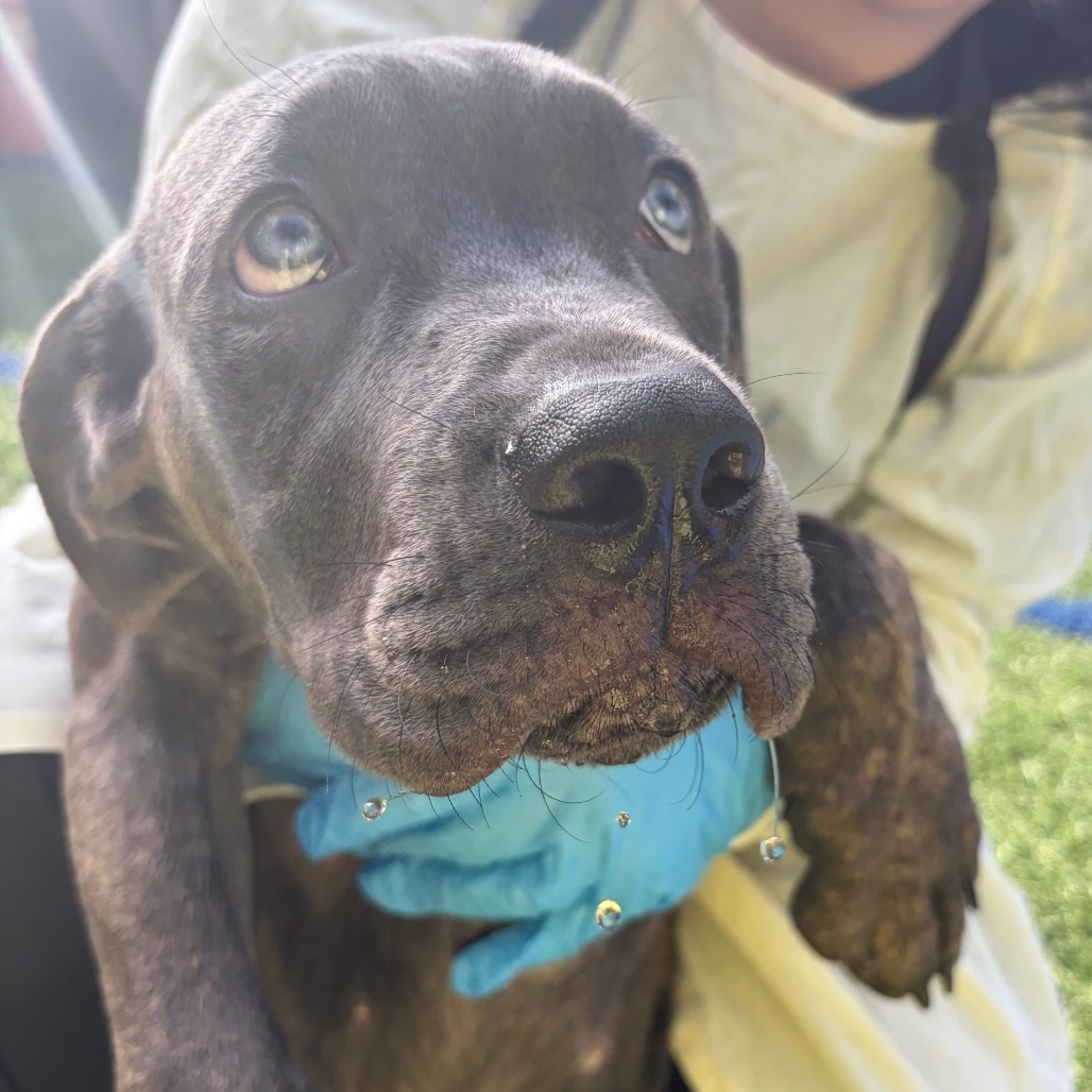 CASPIAN [BLUE] - Mastiff / Cane Corso available for adoption