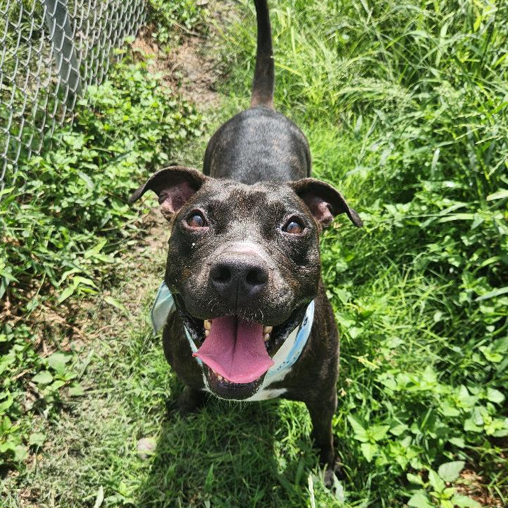 Photo of Neon, a dog adopted from Gulf Coast Humane Society